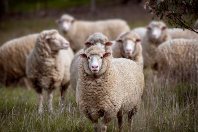 Merino sheep out in the paddock.