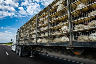 Live turkeys transportation truck on the road.