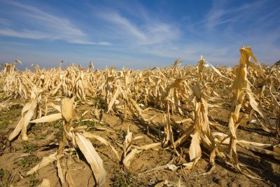 How North American Halal Food Supply Chains Are Adapting to Climate Change