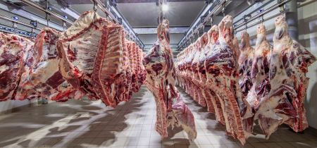At the Halal slaughterhouse, Carcasses, raw meat beef, hooked in the freezer. Close up of a half cow chunks fresh hung and arranged in a row in a large fridge in the meat industry.