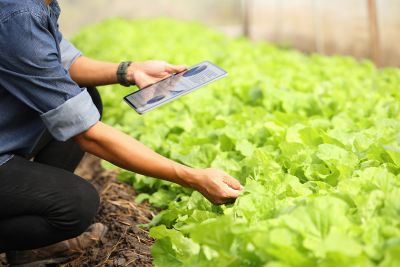 A man is detecting the growth of his produce with cellphone technology.